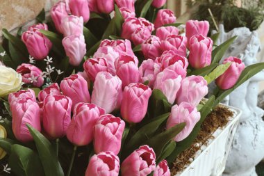 Güzel pembe yapay lale