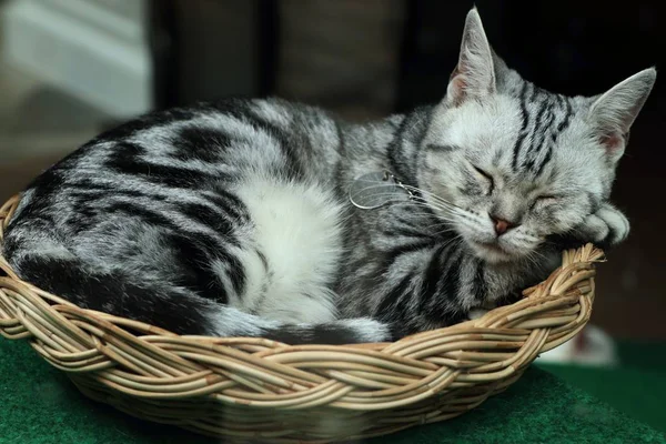 Gato dormido en la naturaleza — Foto de Stock