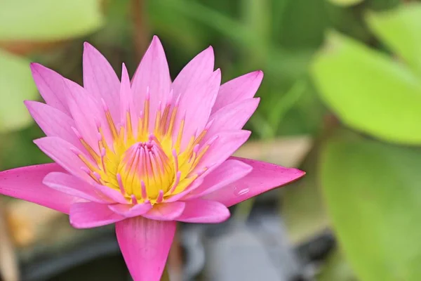 Pink lotus a természetben — Stock Fotó