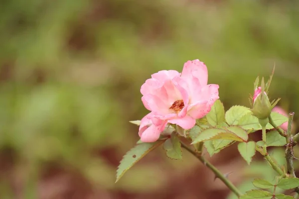 Růžová růže v přírodě — Stock fotografie