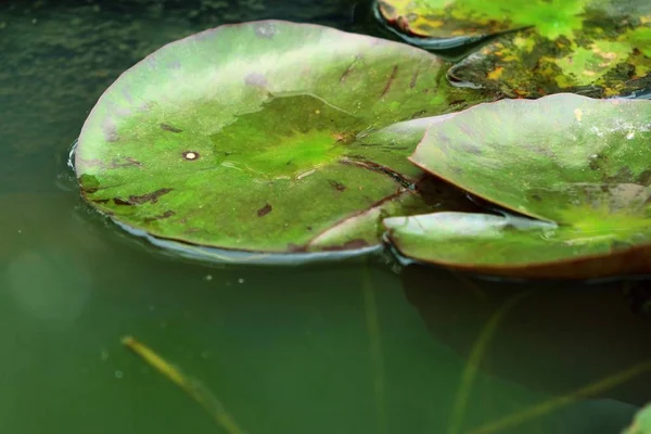 Lotus blad in de natuur — Stockfoto