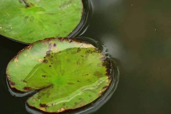 Lotus leaf in nature — Stock Photo, Image