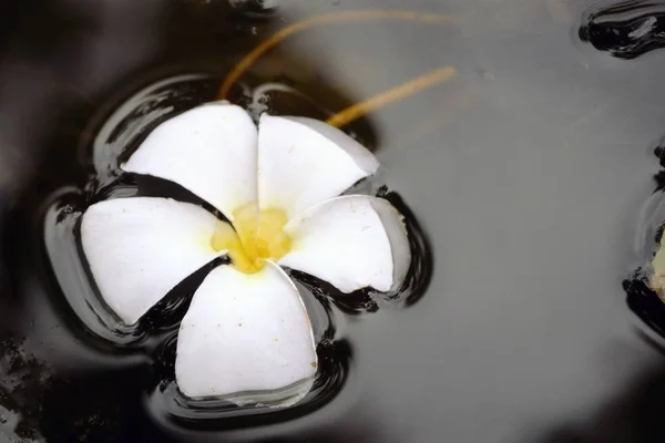 Plumeria цветы в воде — стоковое фото