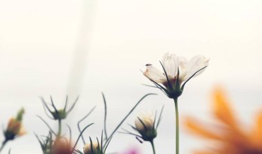 Cosmos güzel alan çiçek 