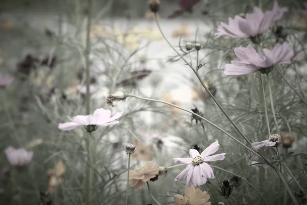 Mooie veld van de bloem van de kosmos — Stockfoto
