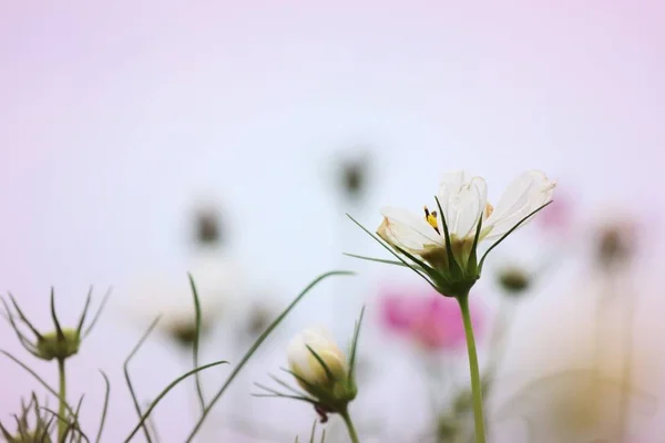 Kosmos blomma vacker fält — Stockfoto
