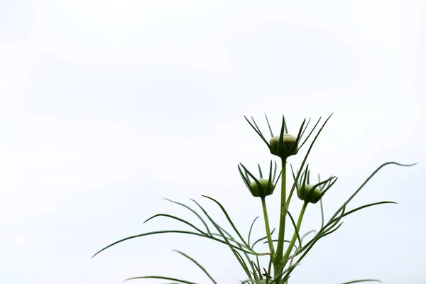 Cosmos güzel alan çiçek — Stok fotoğraf