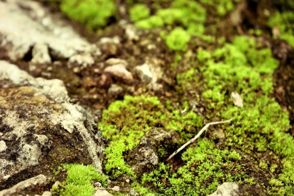 Moss en el suelo de piedra — Foto de Stock