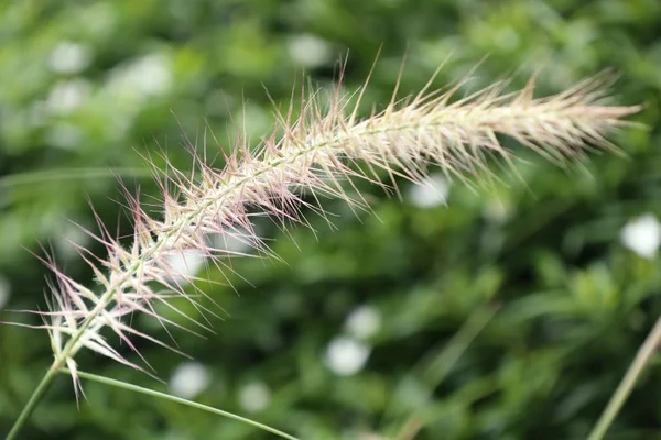 Flores de hierba en la naturaleza —  Fotos de Stock