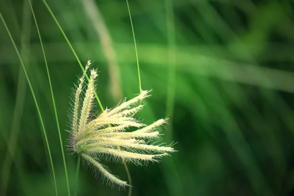 Grass flowers in nature — Stock Photo, Image