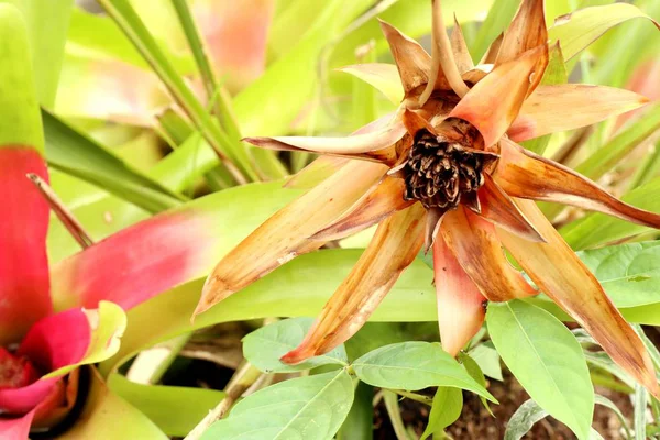 Κόκκινο bromeliad στη φύση — Φωτογραφία Αρχείου