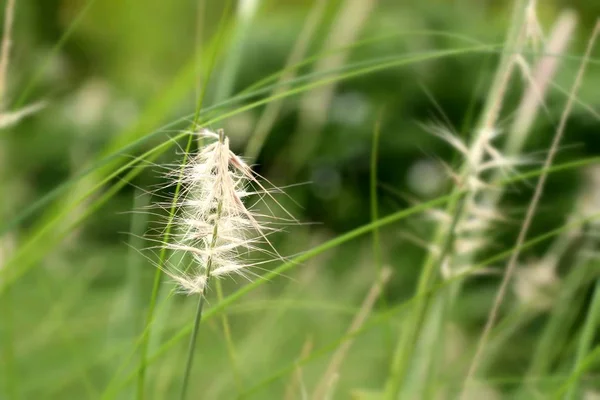 Grass flowers in nature — Stock Photo, Image