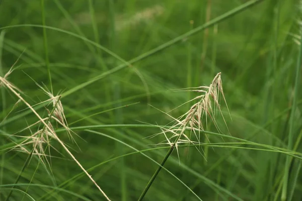 自然草花 — 图库照片