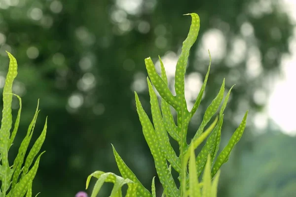 Fougère verte dans la nature — Photo