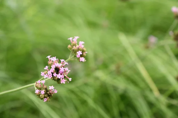 Paarse bloemen in de natuur — Stockfoto