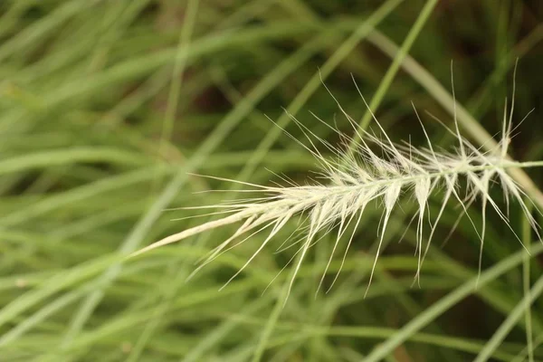 Gras bloemen in de natuur — Stockfoto