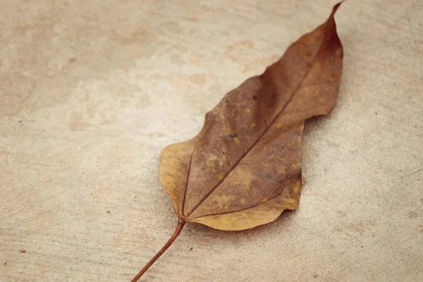 Ξηρά φύλλα σε τσιμεντένιο δάπεδο — Φωτογραφία Αρχείου