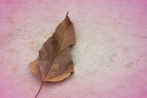 Suché listy na betonové podlaze — Stock fotografie