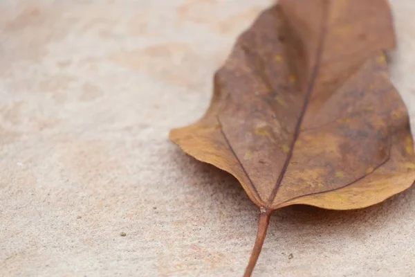 Сухие листья на цементном полу — стоковое фото