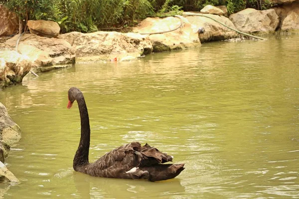 Чёрный лебедь в озере — стоковое фото