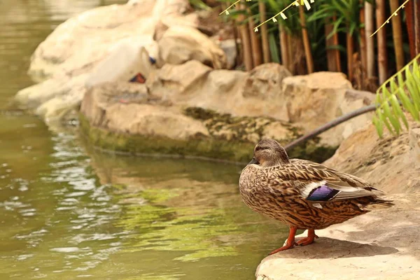 El pato en la naturaleza — Foto de Stock