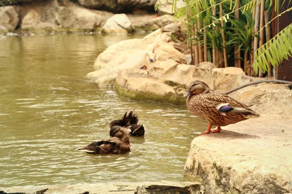 The duck in nature — Stock Photo, Image