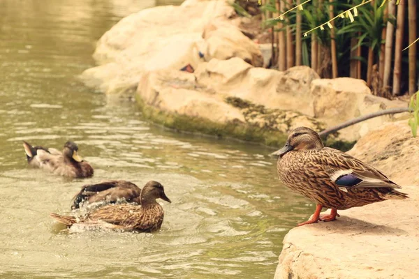 O pato na natureza — Fotografia de Stock