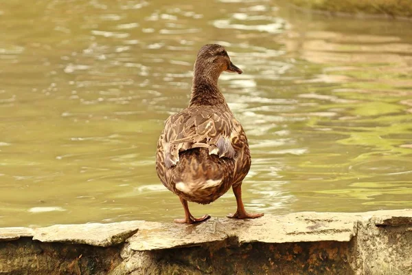 El pato en la naturaleza — Foto de Stock