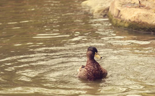 El pato en la naturaleza — Foto de Stock