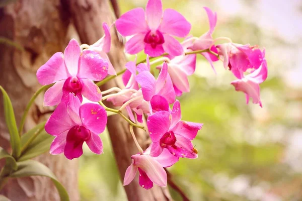 Rosa Orchidee in der Natur — Stockfoto