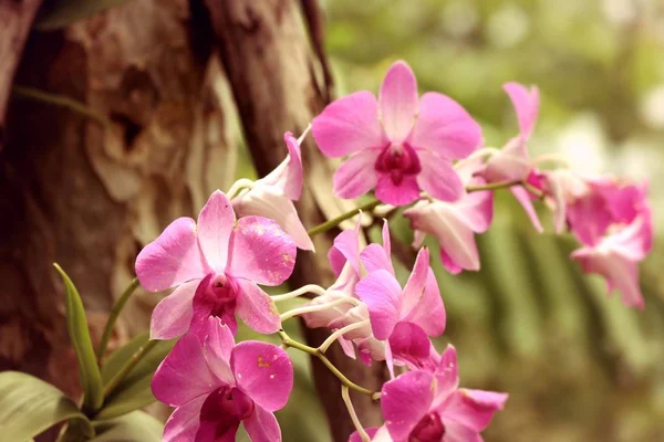 Розовая орхидея в природе — стоковое фото