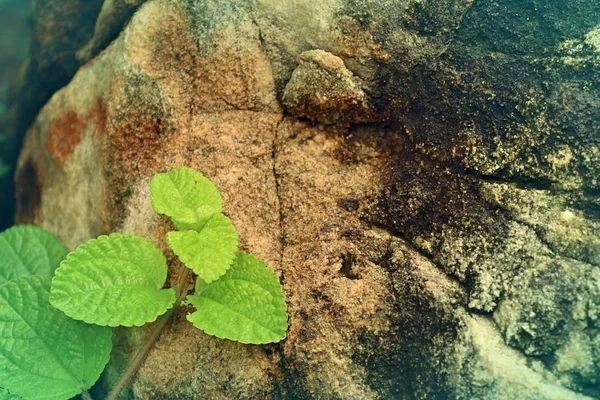 Japanese mint in nature — Stock Photo, Image