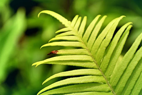 自然的绿色蕨类植物 — 图库照片