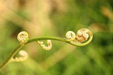 Yeşil doğa eğreltiotu