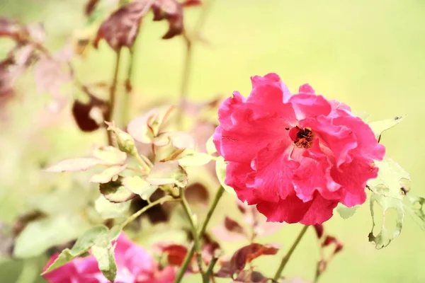 Rose rosse in natura — Foto Stock