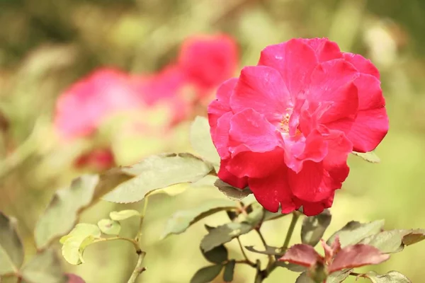 大自然中的红玫瑰 — 图库照片