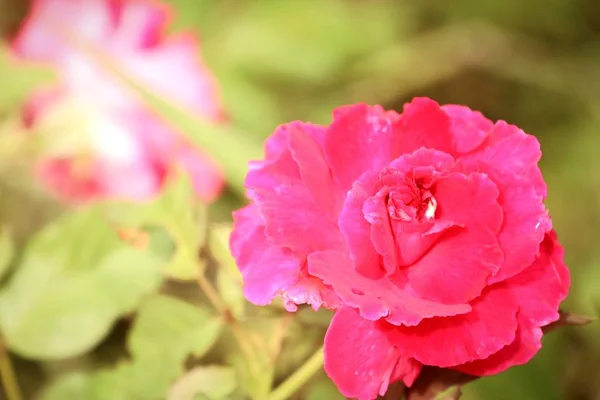 Rote Rosen in der Natur — Stockfoto