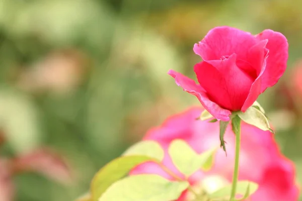 Rose rosse in natura — Foto Stock