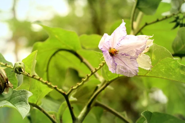 Flor de berenjena en la naturaleza — Foto de Stock