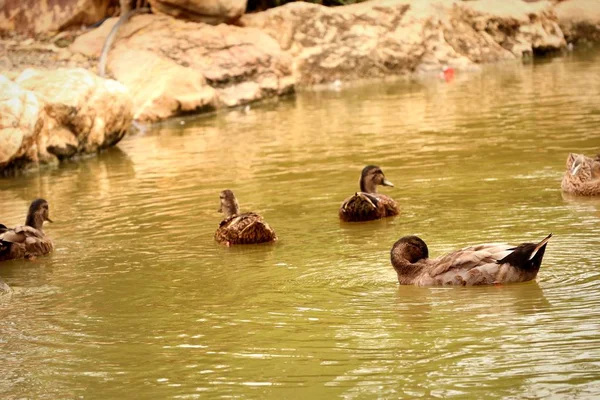 Die Enten auf dem Fluss — Stockfoto