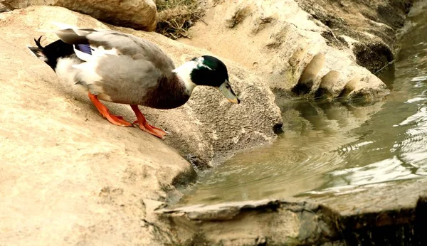 Les canards sur la rivière — Photo