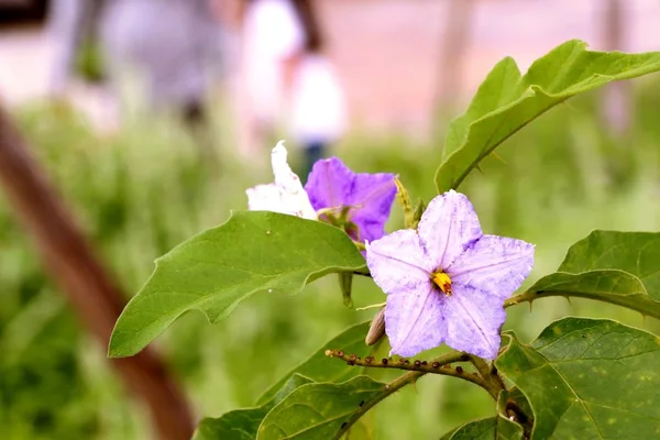 Flor de berenjena en la naturaleza — Foto de Stock