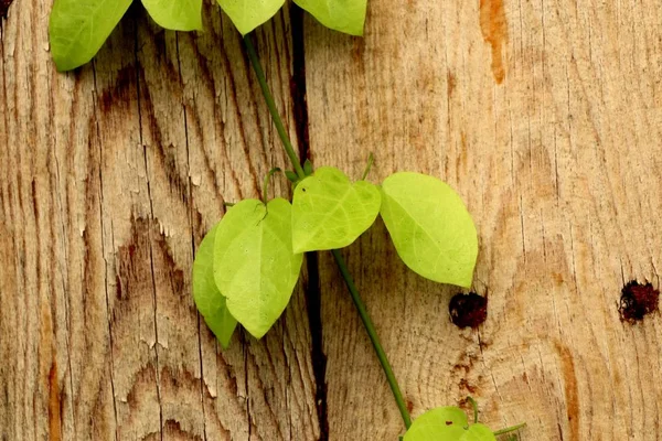 Green vine in nature — Stock Photo, Image