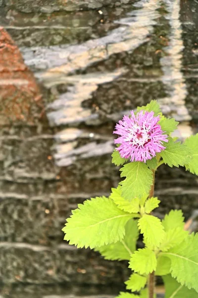 자연 속에서 핑크 꽃 — 스톡 사진