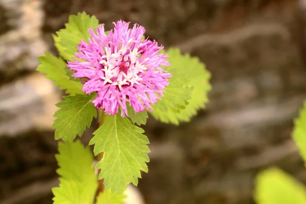 Flores cor de rosa na natureza — Fotografia de Stock