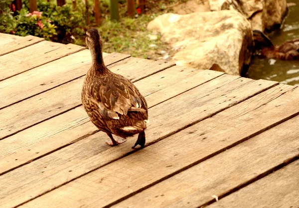 Die Ente auf Holz — Stockfoto