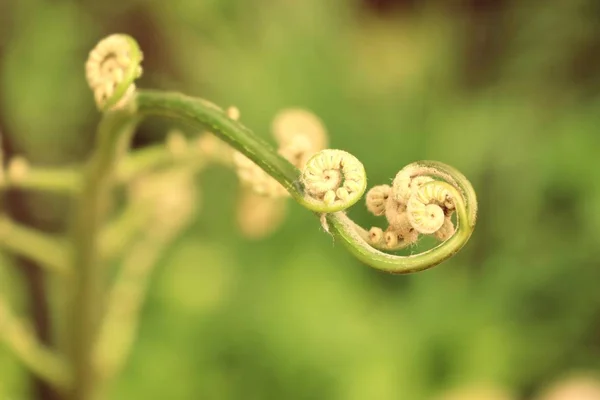 自然的绿色蕨类植物 — 图库照片