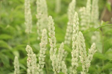 doğada çimen çiçekler