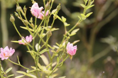 doğada pembe güller