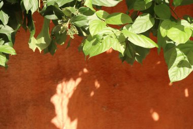 Yeşil yaprakları ve gölgeler